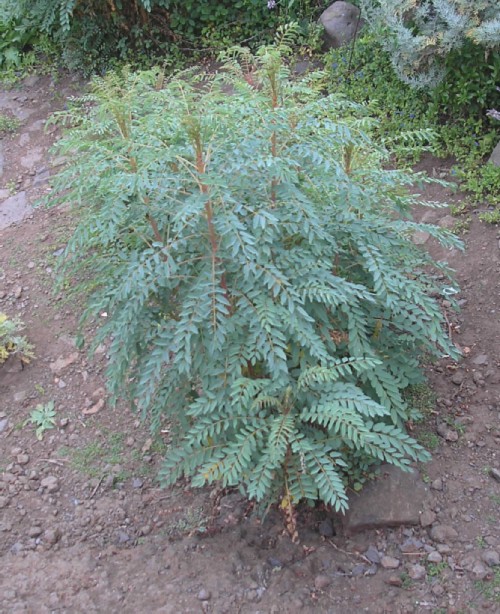Stick of Blood - a rare endemic shrub