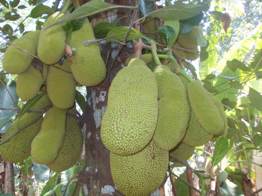 The jack fruit tree in my backyard.