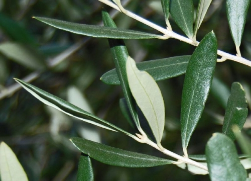 Olive Leaves