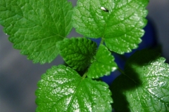 Peppermint