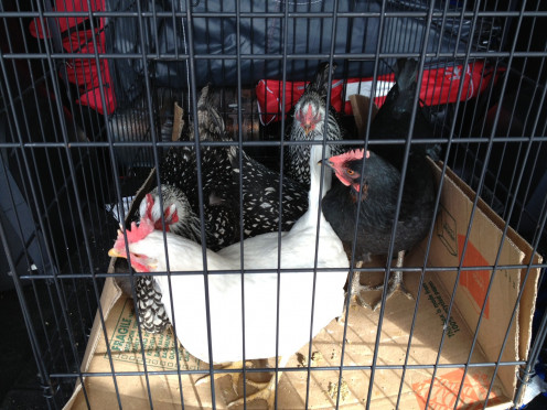 Bringing home our backyard chickens in the car