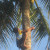 The kid climbing the coconut tree (Photo Source: Ireno Alcala)