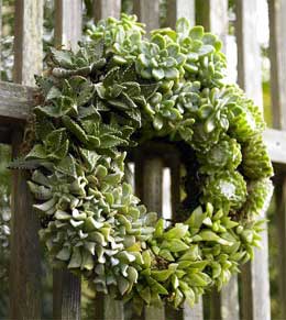 Succulent Wreath 