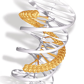 Triple Helix DNA
