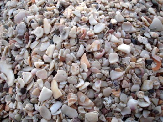 Shells on Playa Conchal, which means shell beach.  On the north end, there is no sand.  Other beaches, like Playa Esmeralda, also have large shell deposits instead of sand.