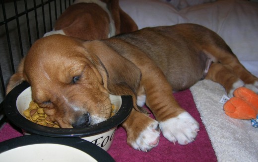 Shallow bowls work best for puppies who frequently fall asleep while eating.