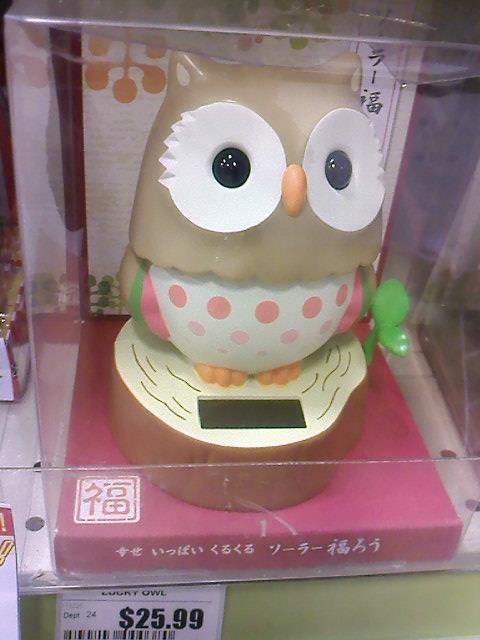 Owlet with her pleading eyes as she wants to go home with me.