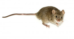 https://usercontent1.hubstatic.com/7760424_f260.jpg