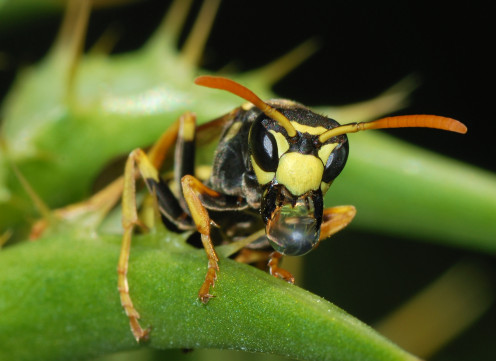 Wasps like to drink!