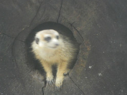 http://s4.hubimg.com/u/7764827_f248.jpg