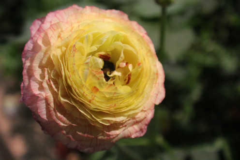 This gorgeous striped ranunculus comes in colors from pink to red to white to orange to purple.