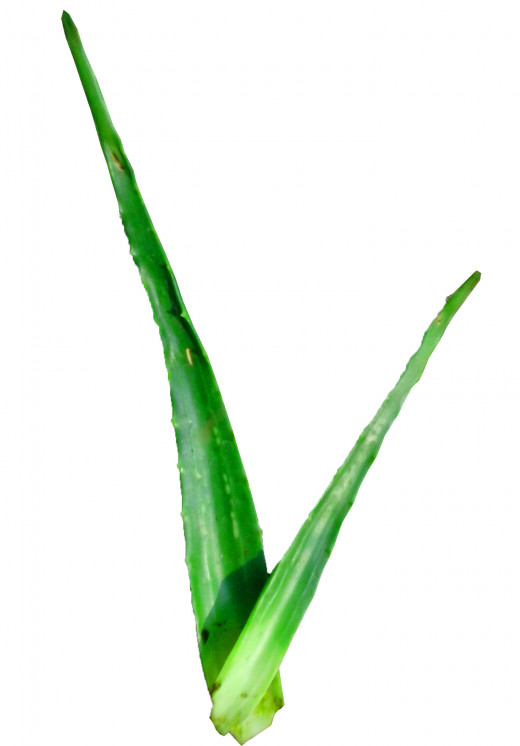 Aloe vera is not only good for skin but also for hair 