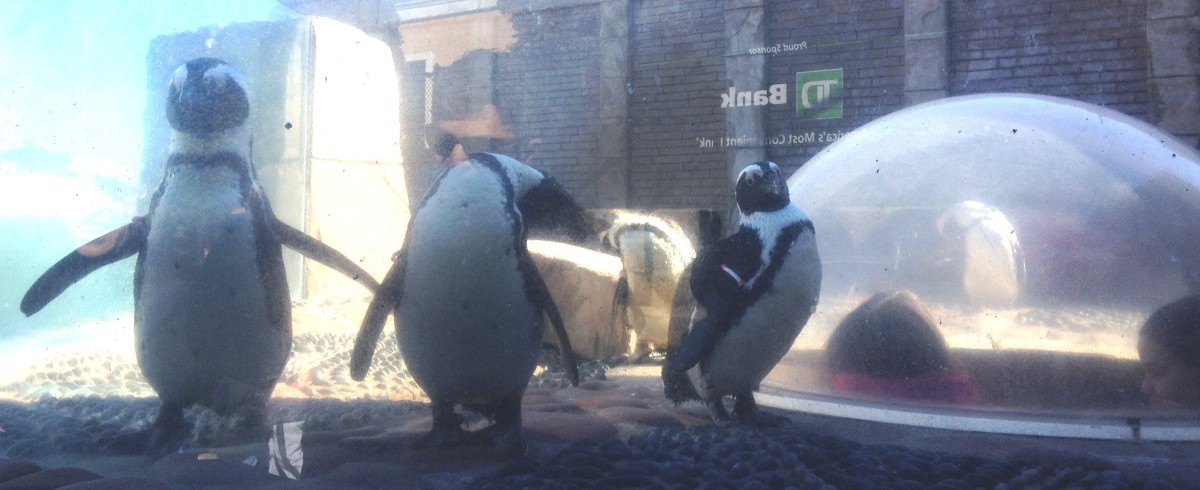 Penguins 360 View