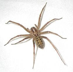 The Hobo can be confused with the ordinary brown house spider...Learn the differences!  