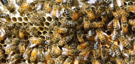 Bees
