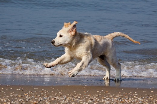 Puppyhood is a crucial time for the prevention of hip dysplasia.