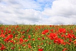 field of poppies and rape seed