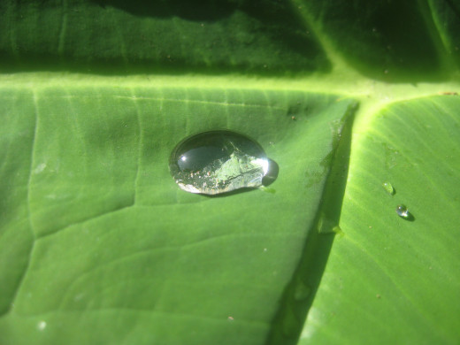 Water droplet at the big taro leaf (Photo Source: Ireno Alcala aka travel_man1971)