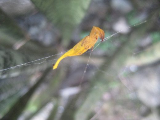 Yellow spider (Photo Source: Ireno Alcala)