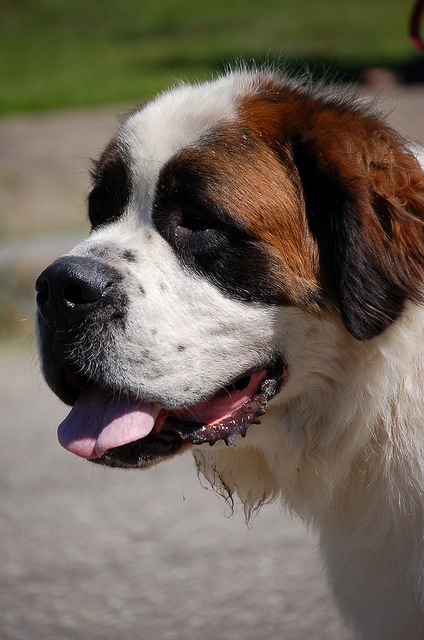 High quality dog foods are well worth the price to help ensure a healthy, long-lived dog.