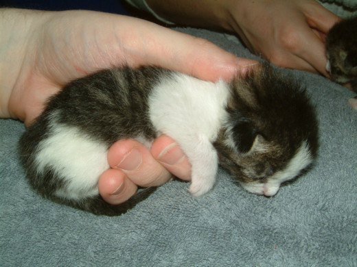 Because newborn kittens are very tiny, keeping an orphaned kitten warm can be a challenge.
