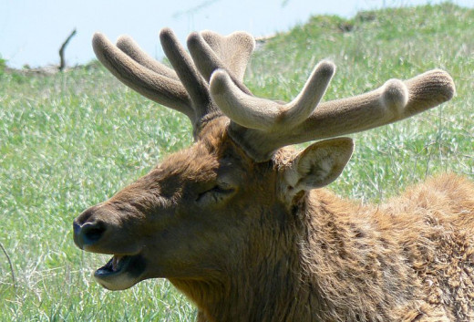 Elk, showing antler in velvet.