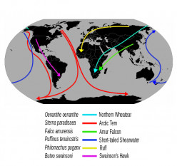A Basic Guide To Animal Migration