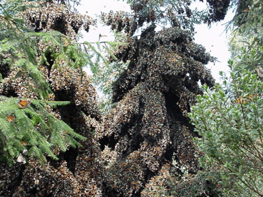 Suitable conditions for overwintering monarch butterflies occur only in a relatively small area in the state of Michoacann. The fir trees are festooned with the orange and black butterfles from November to March.