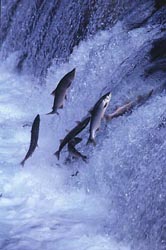 It's hard work returning to the spawning grounds. Salmon must jump up waterfalls and rapids, propelling themselves forwards against the flow of water with their strong muscles and flicking tails. 