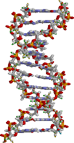 The thread like structure is two entwined DNA molecules otherwise known as a chromosome. The other DNA molecules form a spiral shape(double helix) that is linked by four bases.  