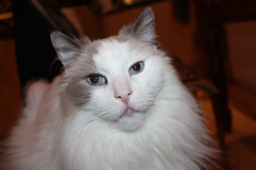 Fuzzy at age 13 (blue bi-colour Ragdoll)