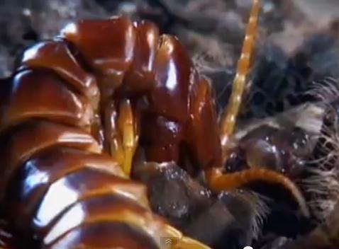 In fact, centipedes are the only arthropods that have poison claws for subduing prey