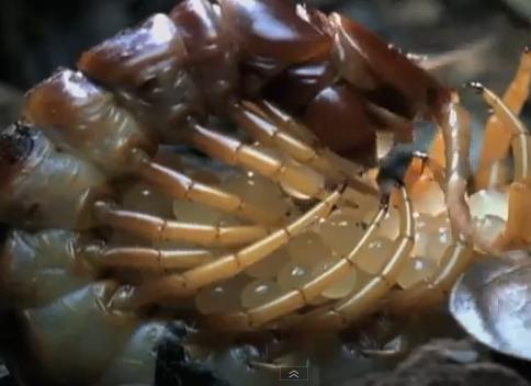 Centipede protecting its eggs