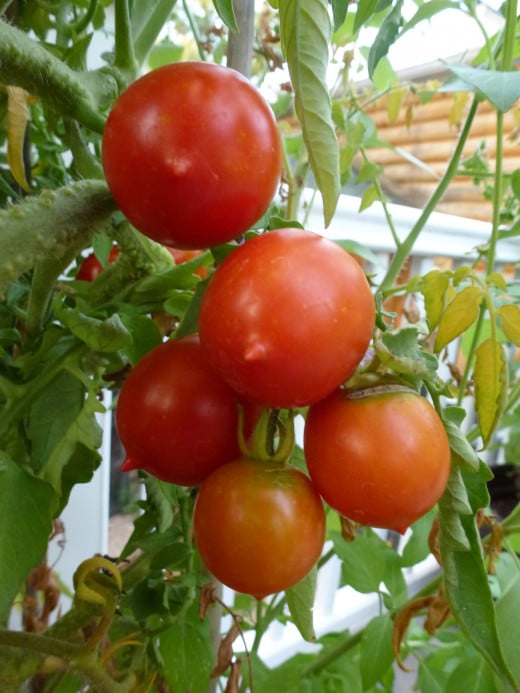 Grow an endless supply of these little Riesentraube tomatoes on indeterminate vines. Volunteer seedling tomatoes come up every year in the garden.