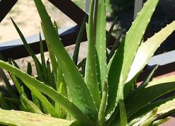Benefits of Aloe Vera and Its Uses