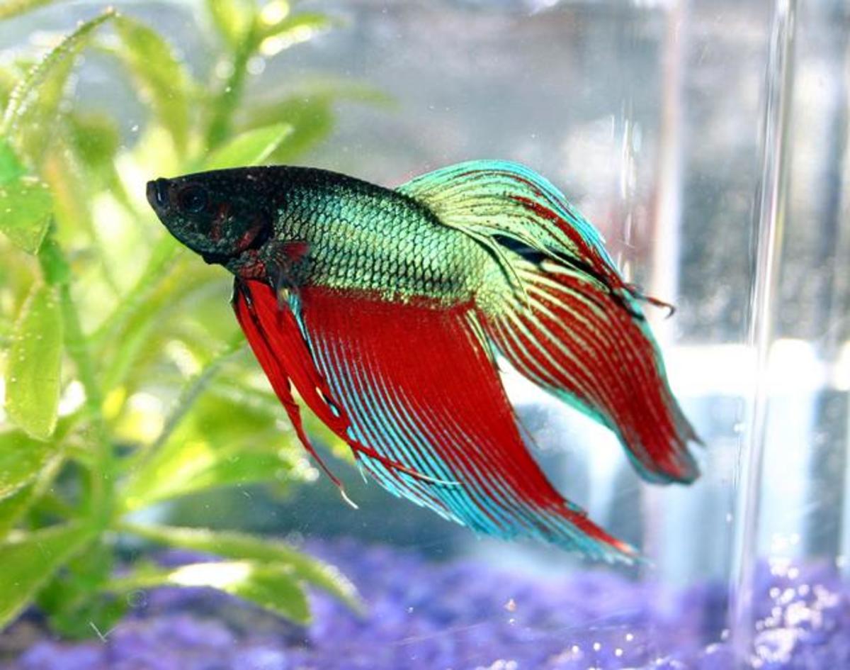 10 Best Tropical Fish for Beginners | PetHelpful