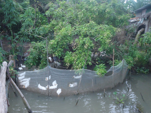Mekong Delta pictures: Duck Farm