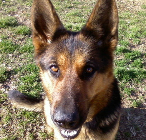 My 2-year old Shepherd, Allegra. Lovable but  also a handful!