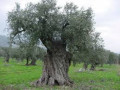 Olive Oil: History, Production, Classification, Detecting Alterations, and Canning