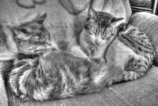  A copy of the cat picture before retouching was done. Note the water marks on the image.