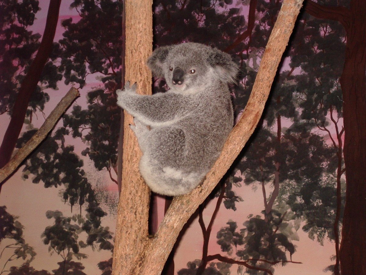 Zamboni?   A type of Koala?