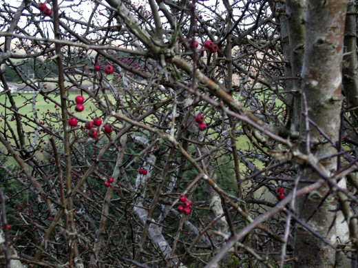 Red Berries.