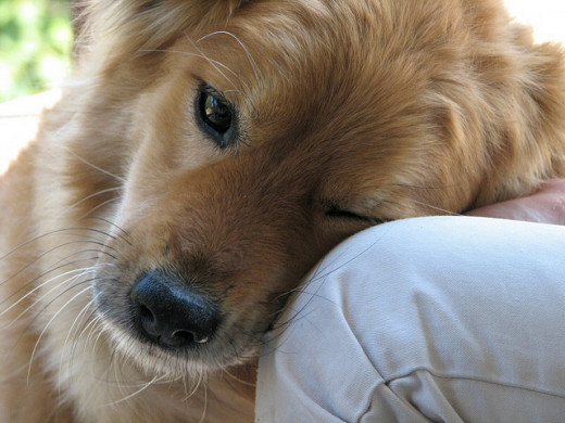 Once it has formed, the bond between dog and owner is hard to break.