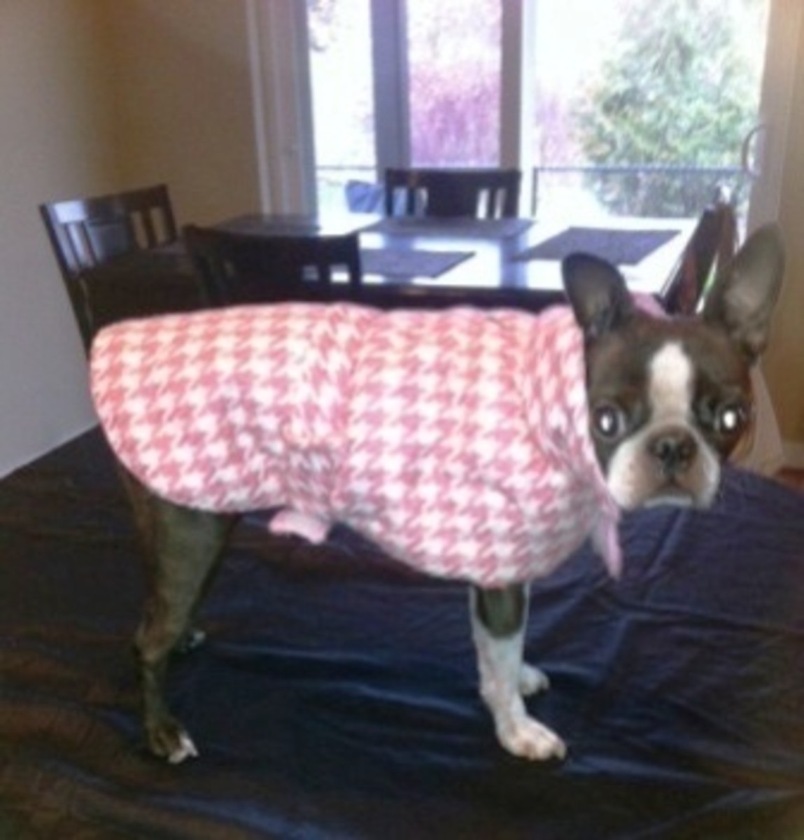 How to Fit a Boston Terrier for Clothing PetHelpful