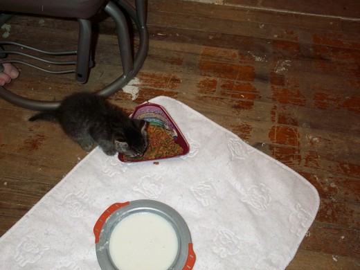 Baby Kitten Rori eating food on a lap pad