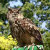 eagle Owl, world's largest owl