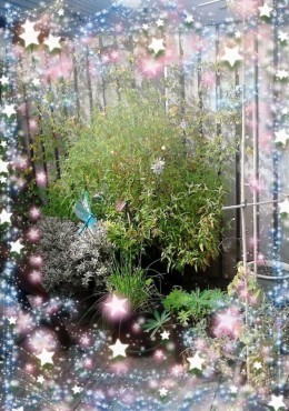 Erin and Val's garden.