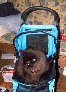 Carbon sitting in the stroller