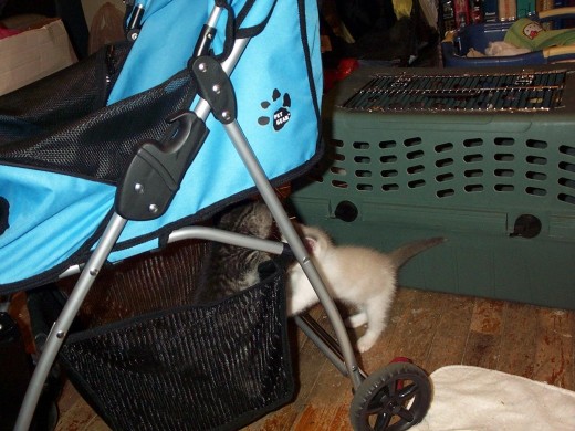 Kittens Rori and Knut playing in the stroller basket