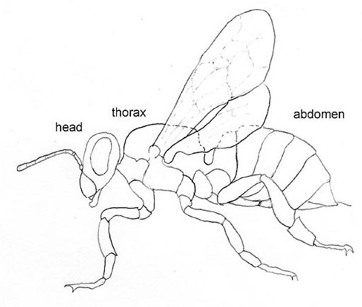 The head, thorax, and abdomen are the main body parts of a bee